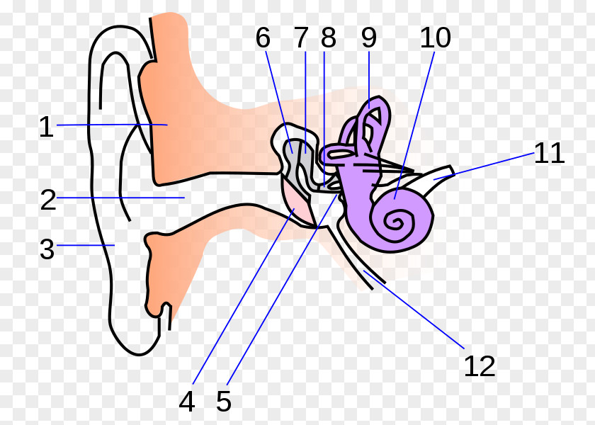 Ear Inner Anatomy Human Body Middle PNG