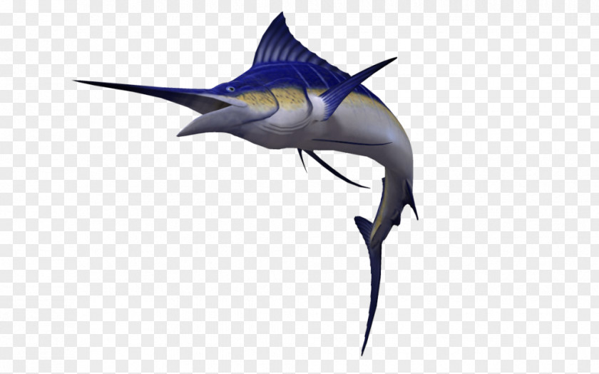 Fish Swordfish Atlantic Blue Marlin Sailfish Clip Art PNG