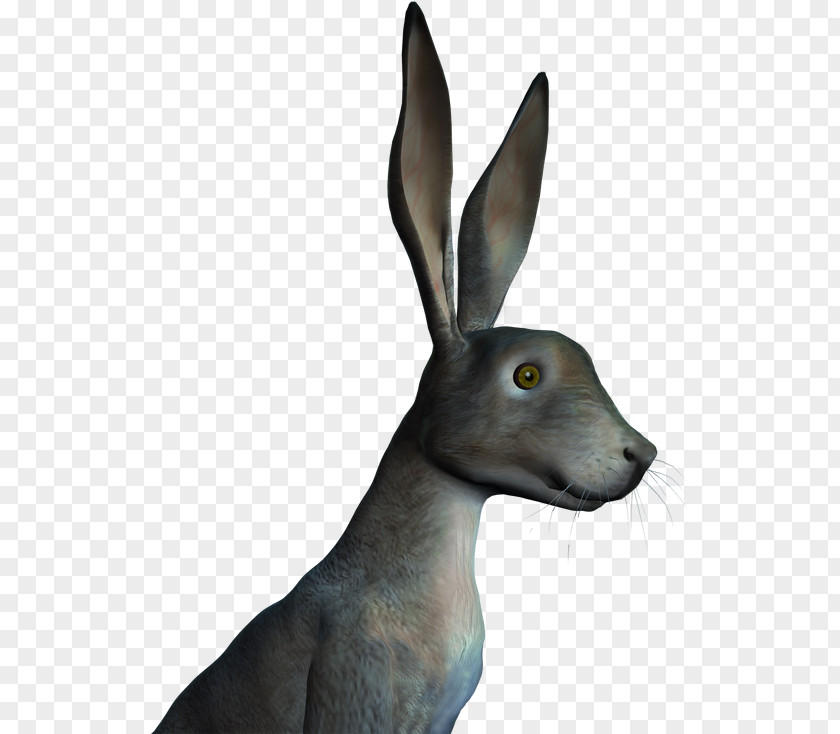 Hare Snout Wildlife PNG