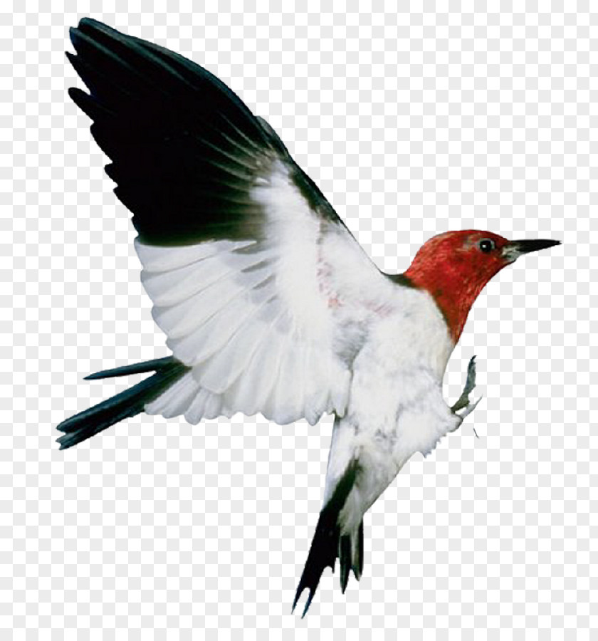 Bird Image Flight Animal PNG