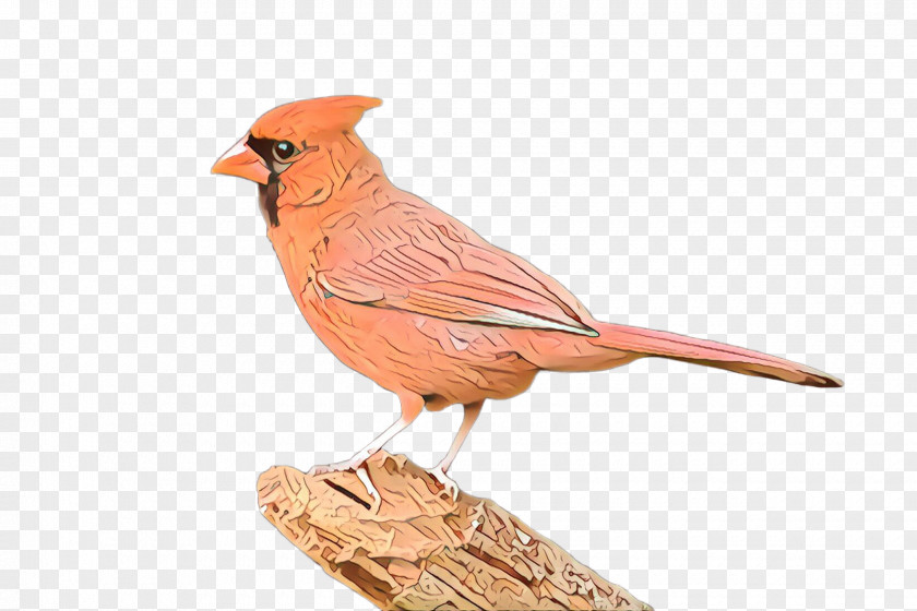 Bird Northern Cardinal Beak Songbird PNG