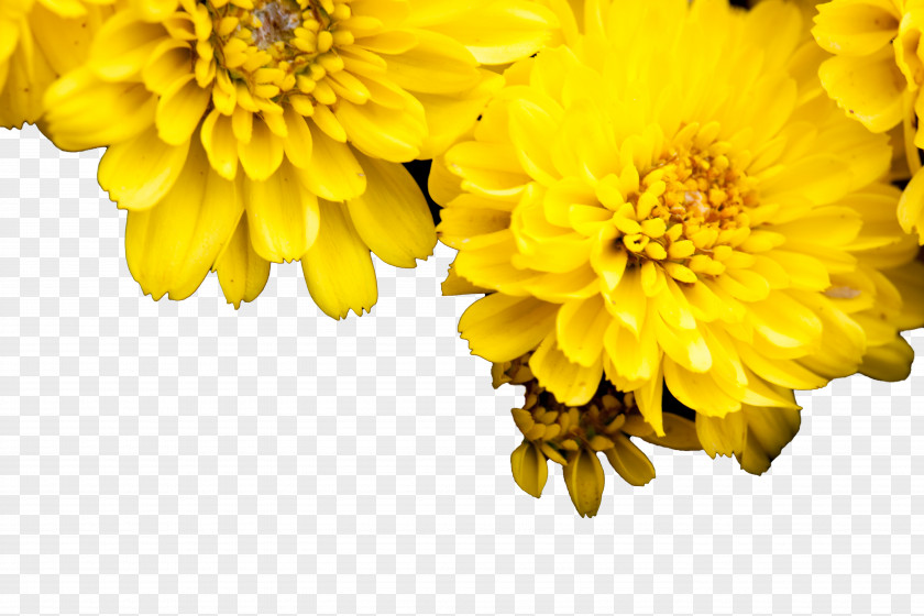 HD Chrysanthemum Yellow Euclidean Vector PNG