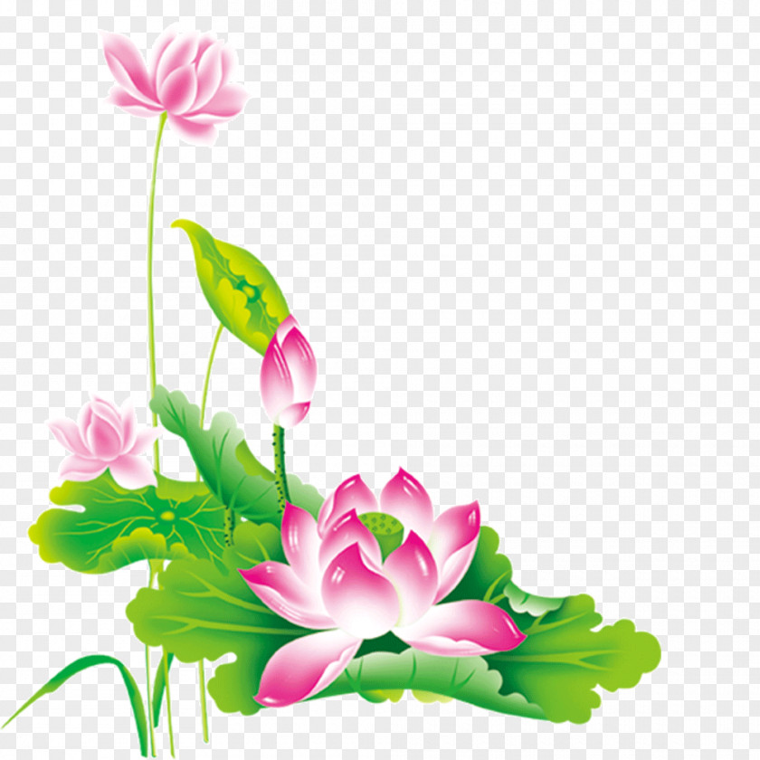 Lotus Nelumbo Nucifera Chinese New Year Pink PNG