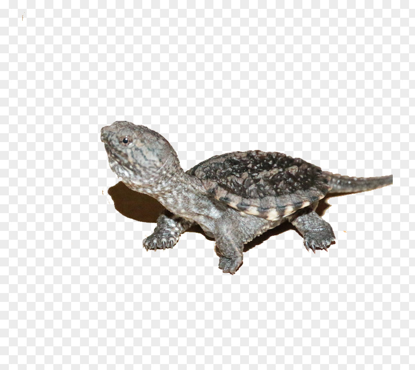 Small Yellow Shell Snapping Turtle Alligator Crocodiles Chinese Pond PNG