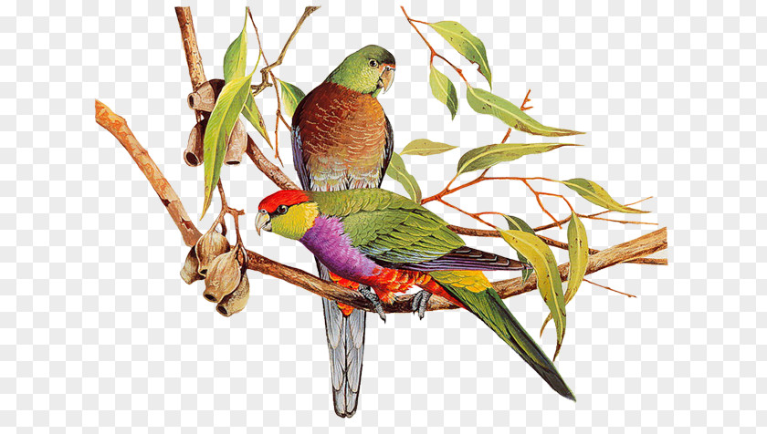 Bird Watercolor Painting Parrot Art PNG