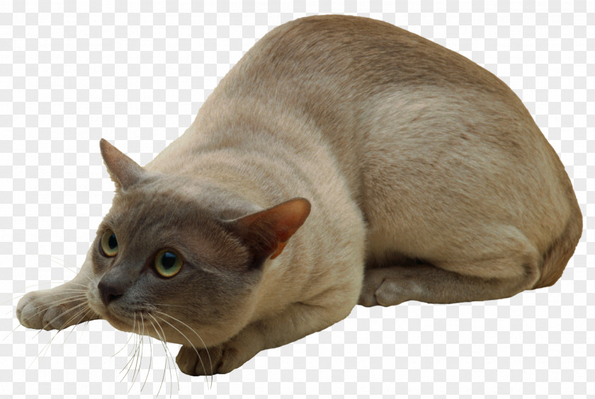 Cats PNG clipart PNG