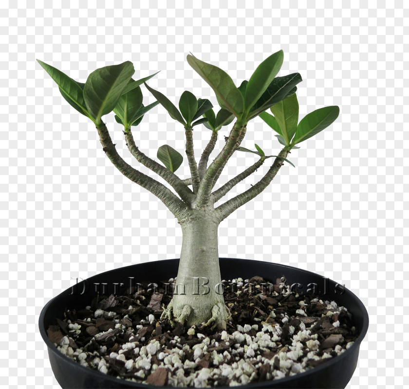 Hoa Sứ Adenium Arabicum Tree Cactaceae Frangipani Bonsai PNG