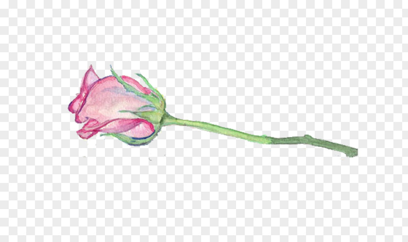 Pink Rose Watercolor Painting Flower Illustration PNG