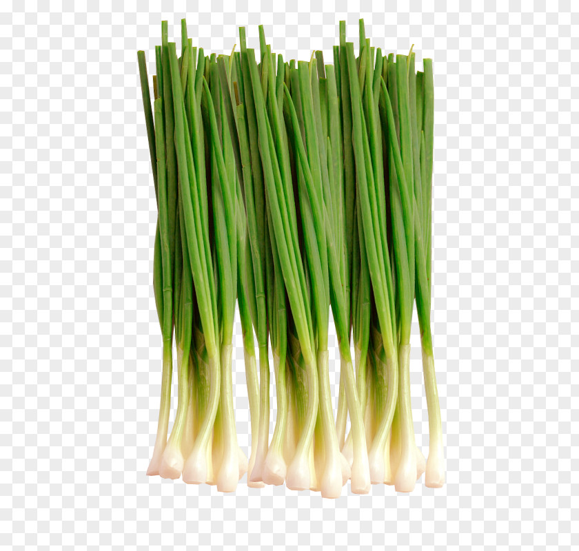 Salad Welsh Onion Smartory Vegetable PNG