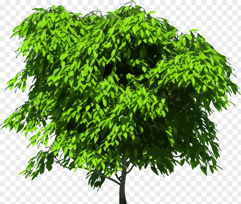 Tree Top View Royalty-free Clip Art PNG