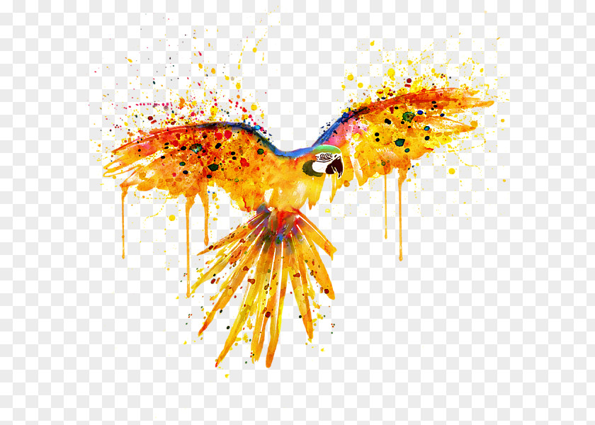 Watercolor Parrot Painting Bird Art PNG