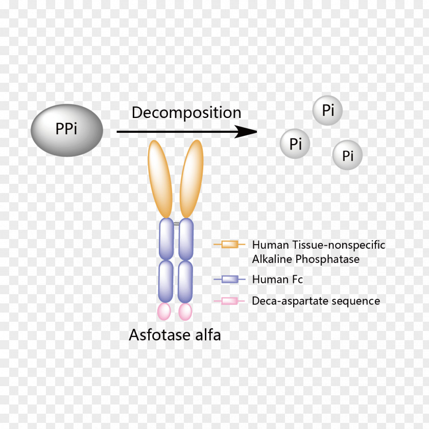 Anticardiolipin Antibody Asfotase Alfa Enzyme Replacement Therapy Strensiq Hypophosphatasia Mechanism Of Action PNG