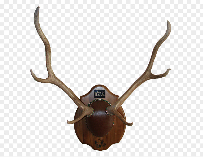 Antlers Deer Antler Trophy Hunting Horn Animal Product PNG