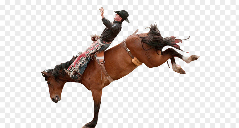 CAVALOS Rodeo Mustang Equestrian Rein Stallion PNG