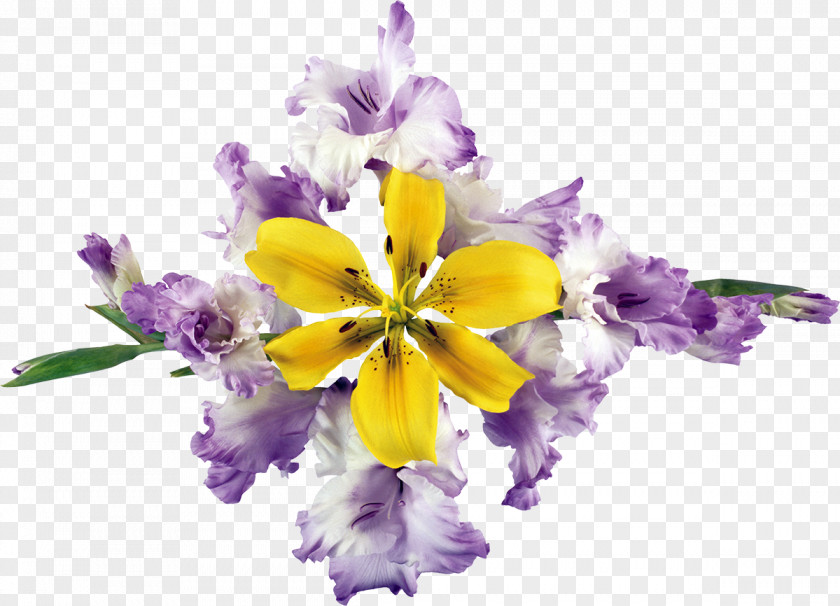 Flower Floral Design Cut Flowers Lilium PNG