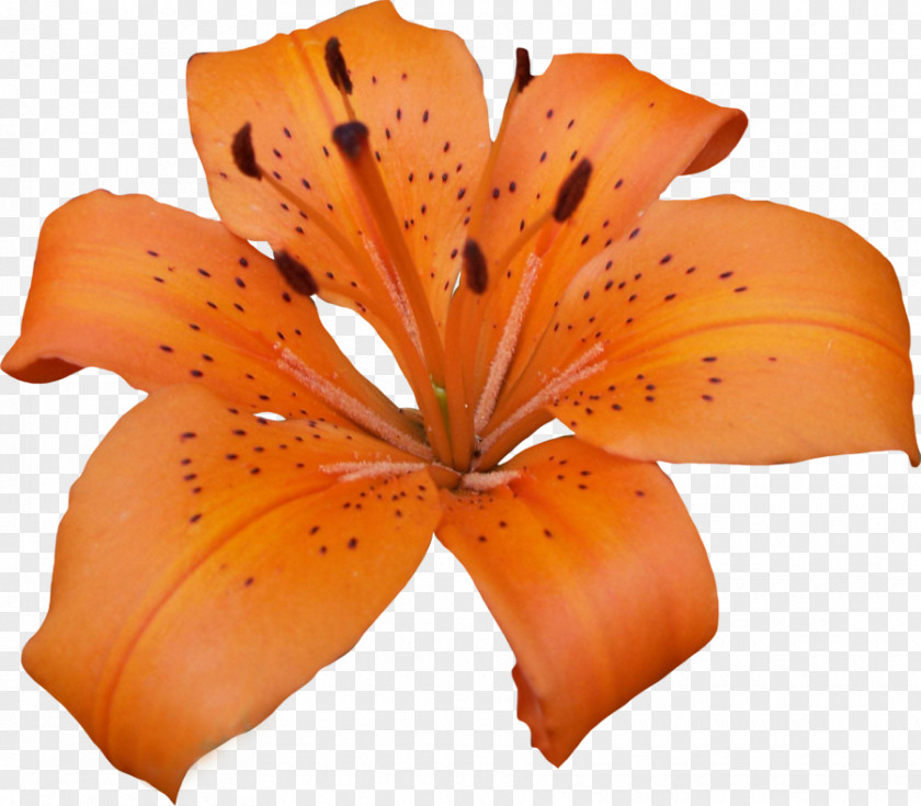 Lily Pic Clip Art PNG