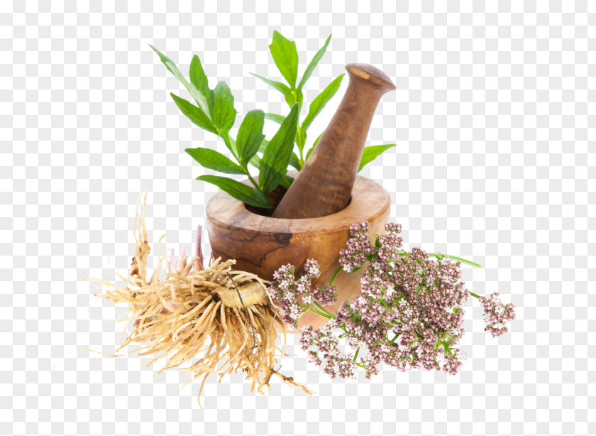 Plant Valerian Dietary Supplement Root Officinalis PNG
