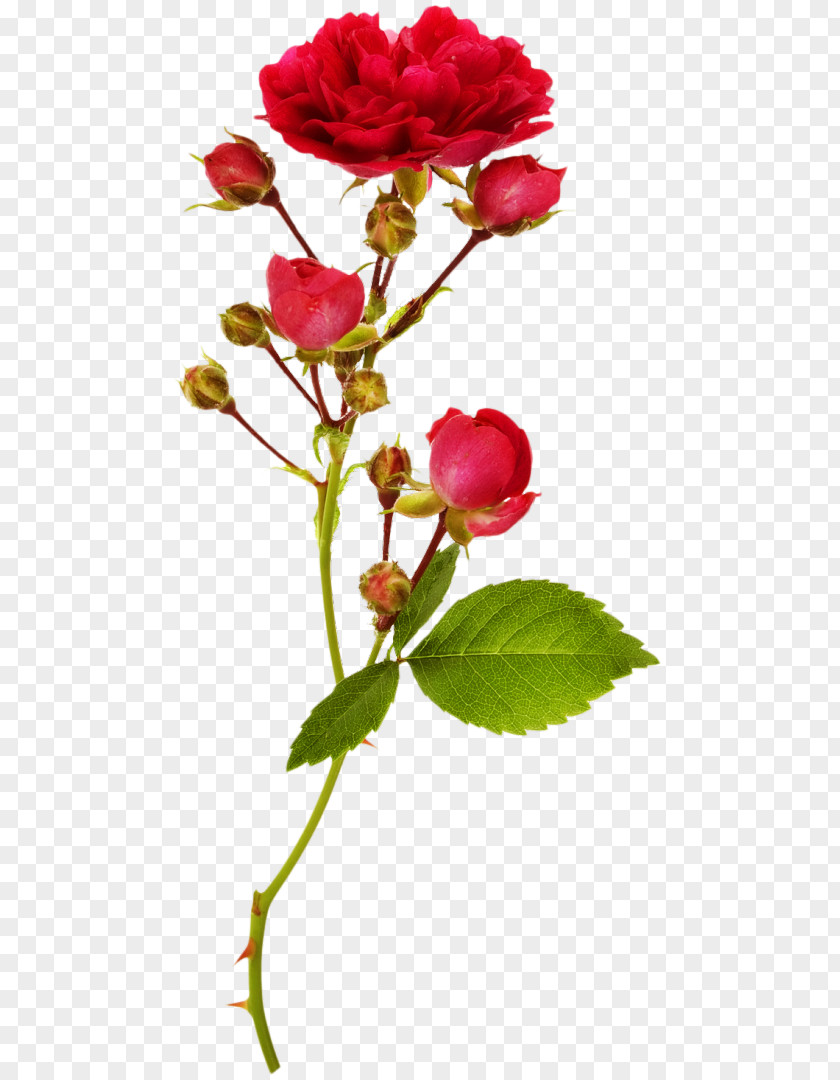 Rose Garden Roses Bud Flower Stock Photography PNG