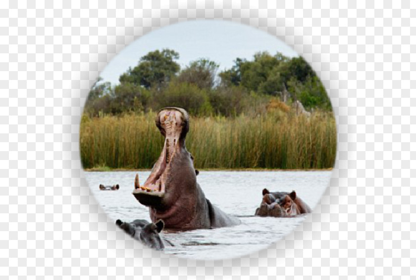 Safari Victoria Falls Okavango Delta Namibia Cuando River PNG
