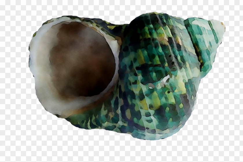 Sea Snail Oyster Cockle Seashell PNG