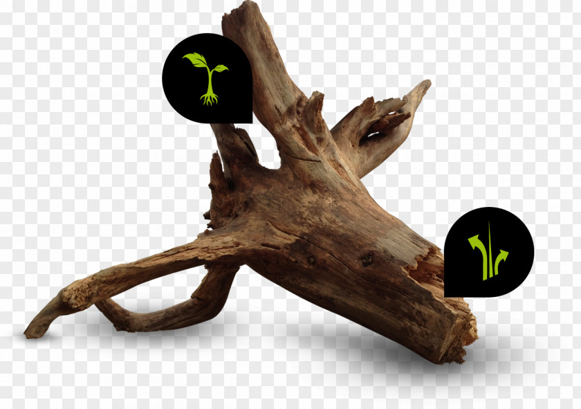 Wood /m/083vt Organism PNG