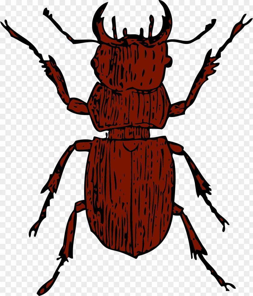 Beetle Stag Deer Clip Art PNG