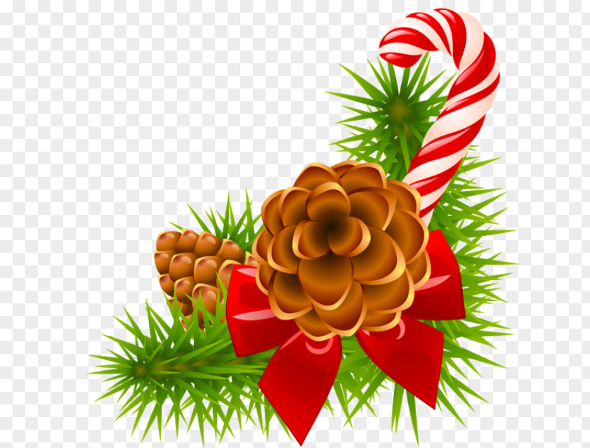 Christmas Conifer Cone Pine PNG
