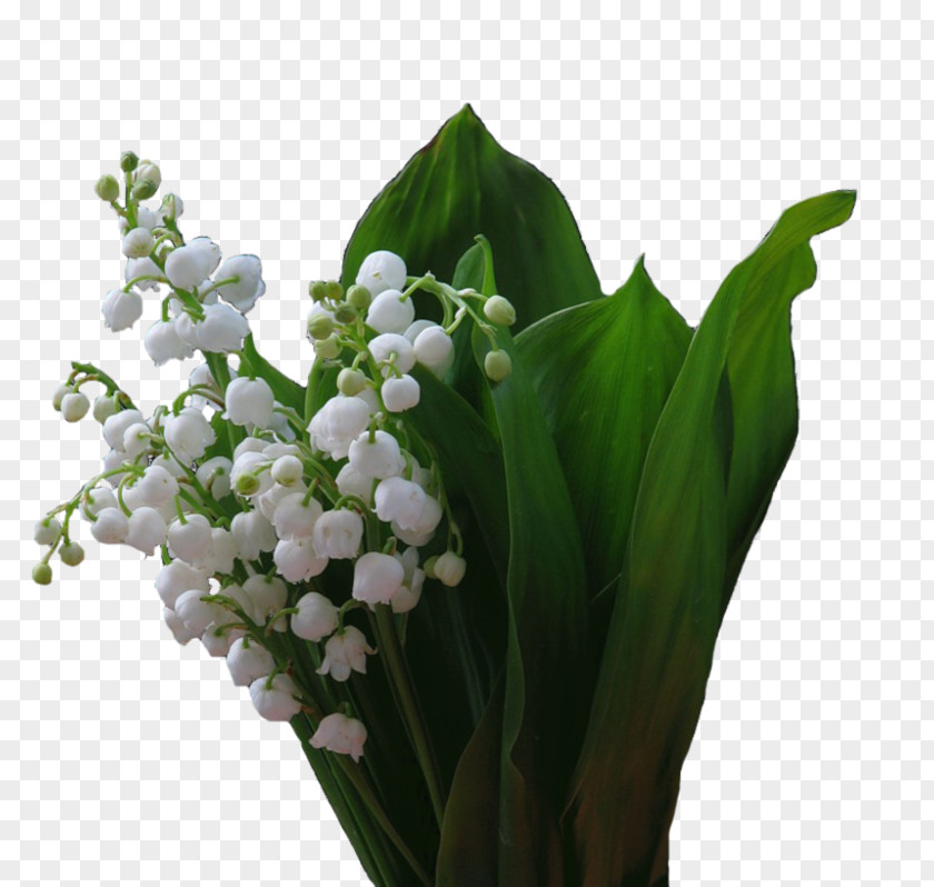 Flower Floral Design Cut Flowers 1 May Lily Of The Valley PNG