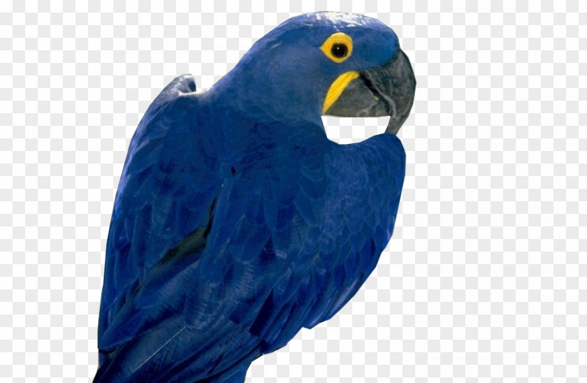 Parrot Hyacinth Macaw Parakeet Bird PNG
