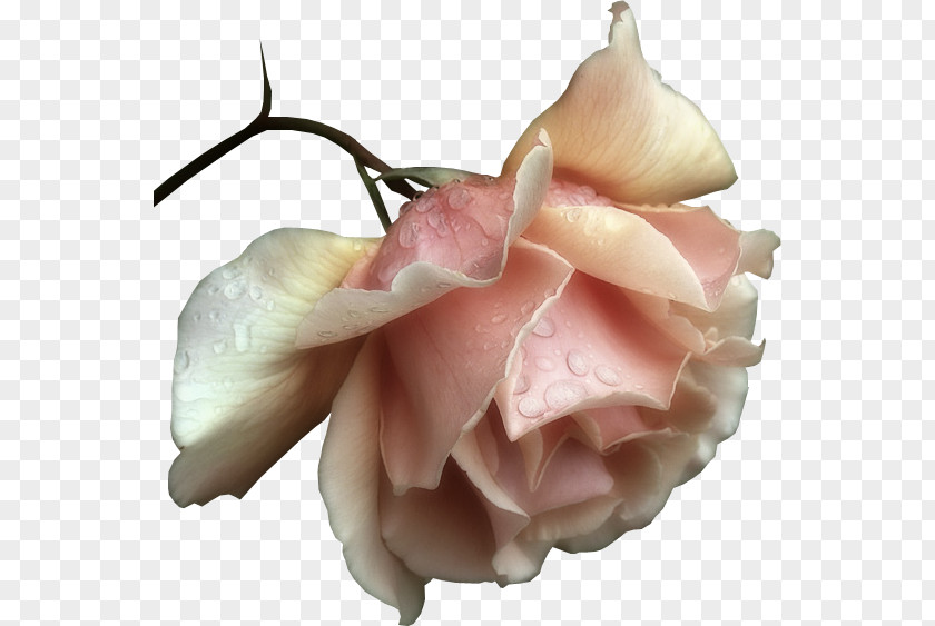 Rose Romance Love Urdu Poetry Morning Good PNG