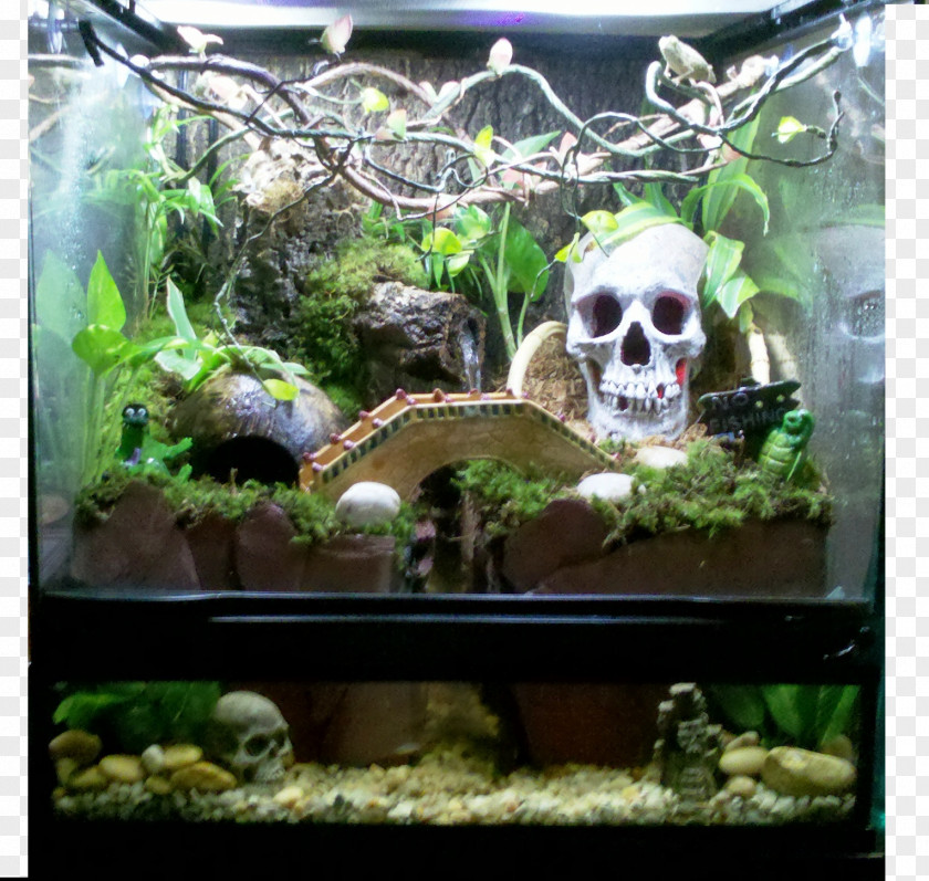 Aquariums Terrarium Vivarium Reptile PNG