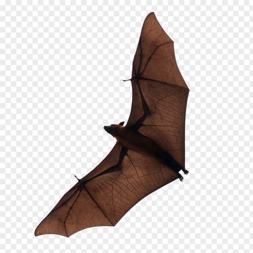 Bat Flight Download PNG