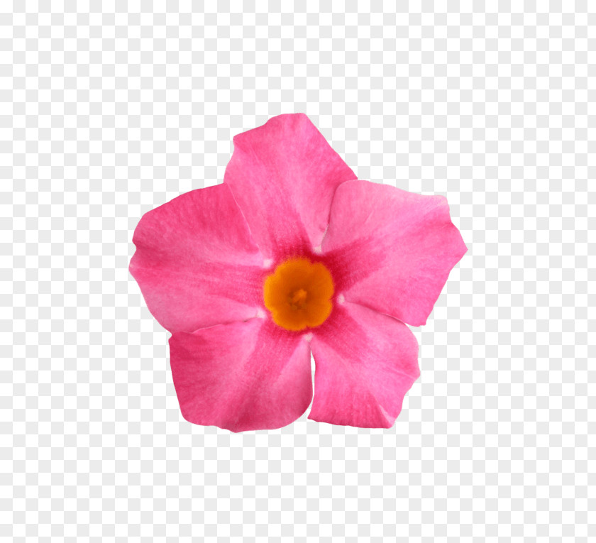 Flower Rocktrumpet Petal Rose PNG