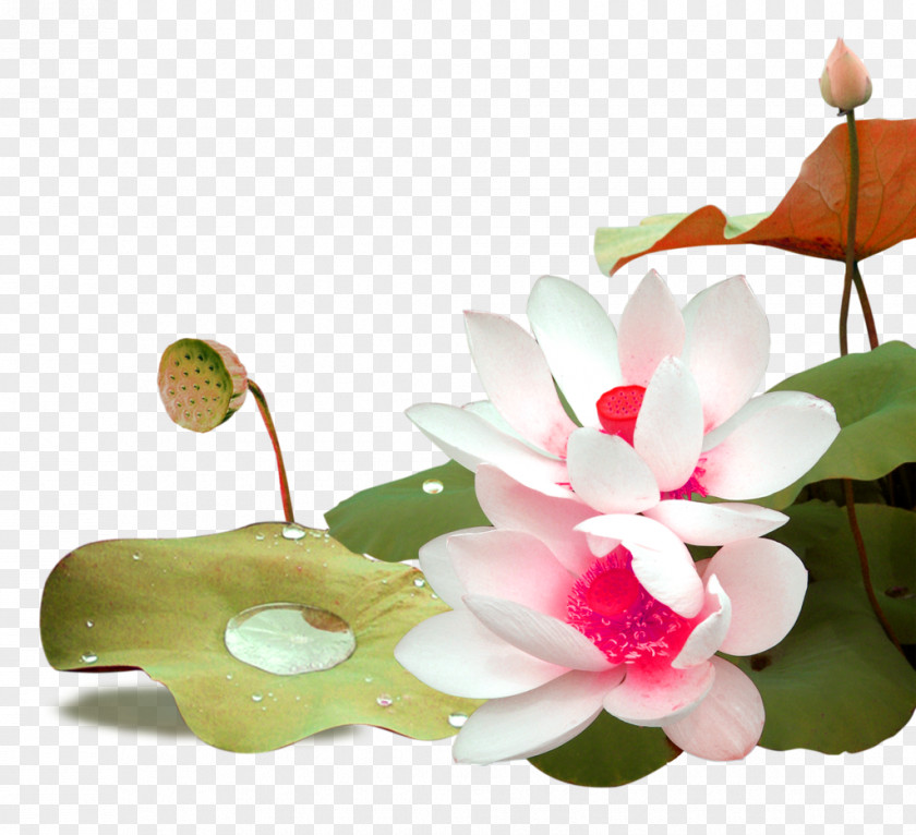 Pink Fresh Lotus Decoration Pattern Nelumbo Nucifera Download Icon PNG