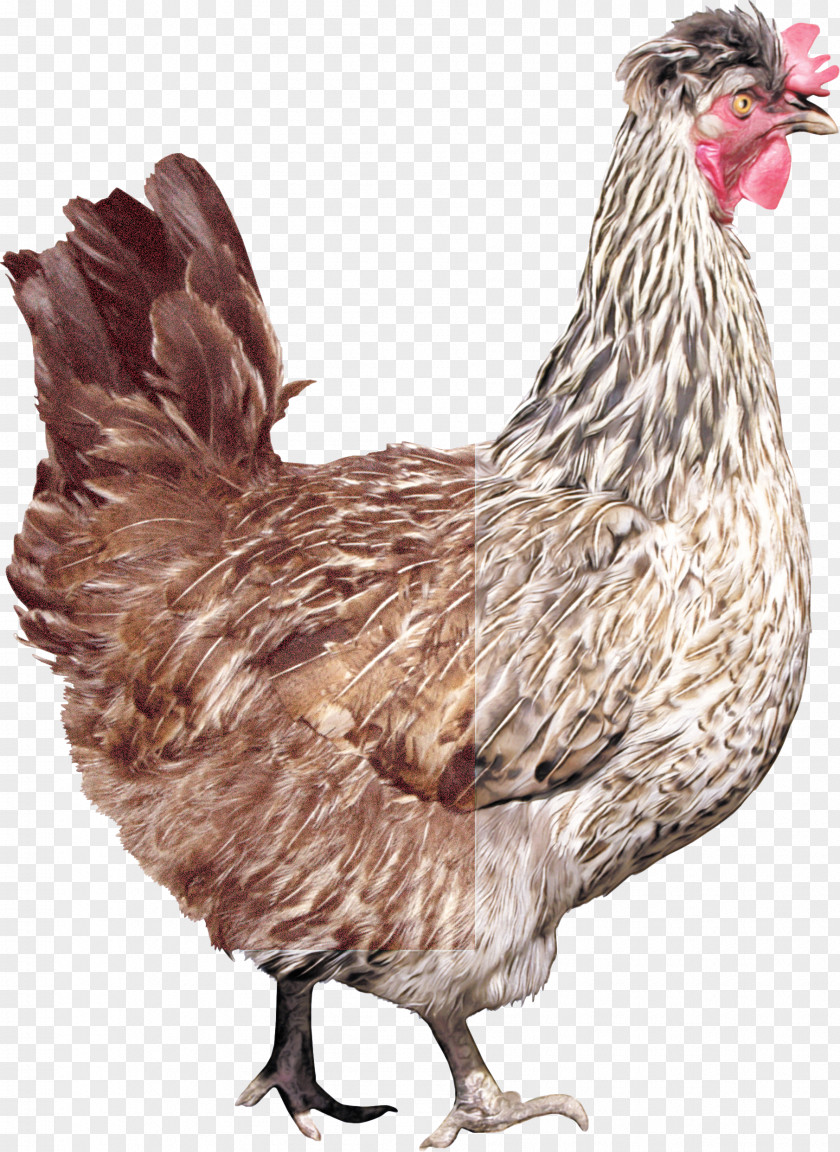 Poultry Livestock Bird Chicken Rooster Beak Comb PNG