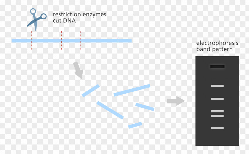 Product Physical Map Restriction Enzyme Gene Mapping DNA Gel Electrophoresis PNG