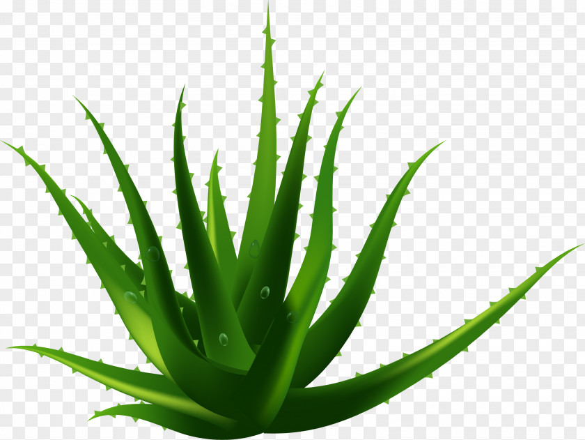 Pure Natural Growth Aloe Vera Plant Euclidean Vector PNG