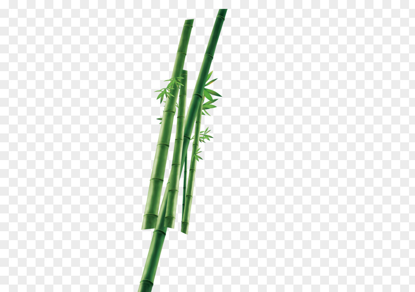 Bamboo Plant Icon PNG