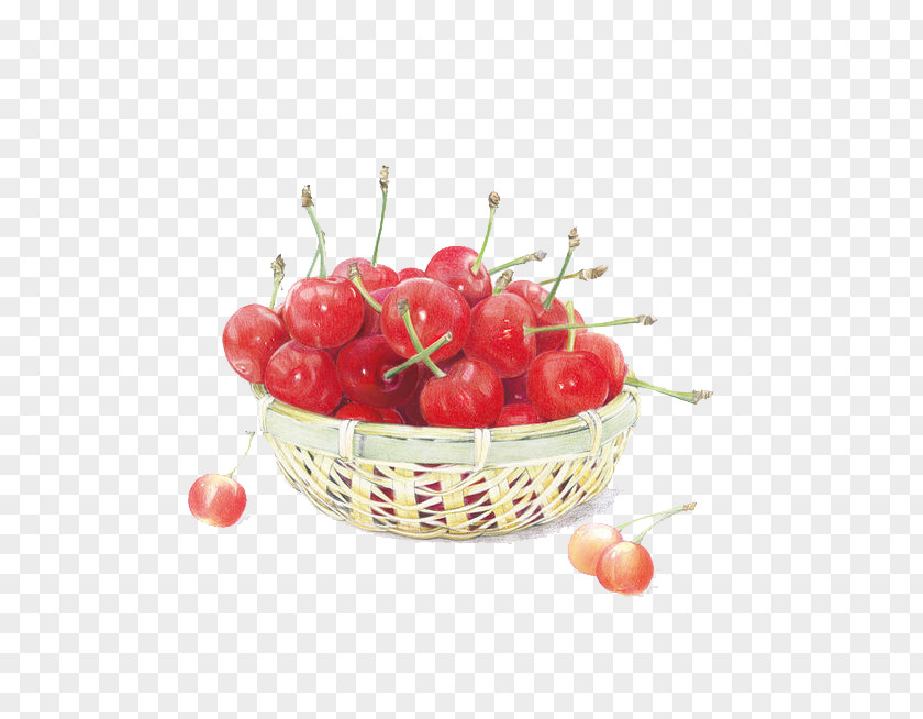 Cherry Painting Colored Pencil Auglis Illustration PNG