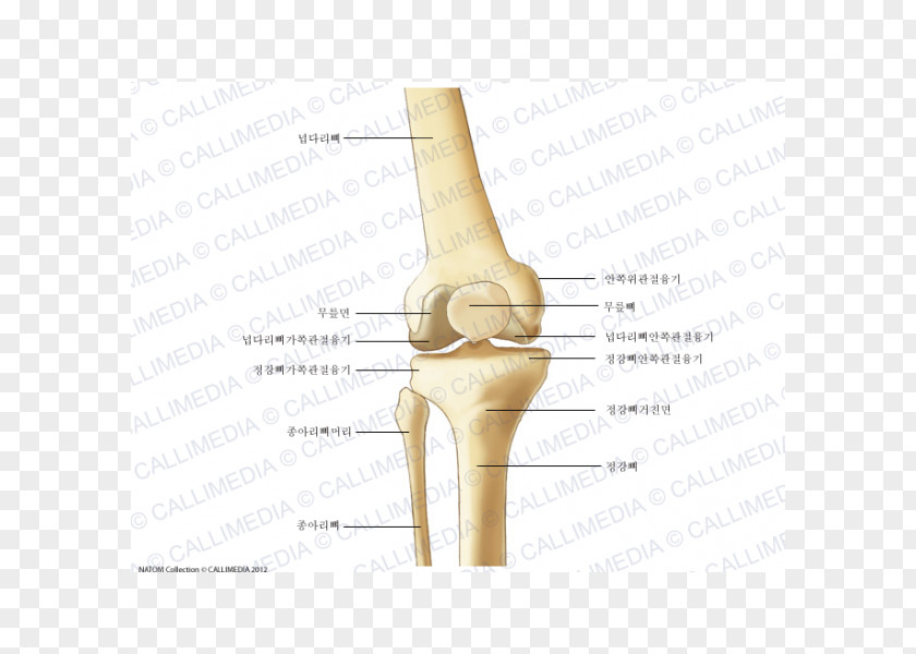 Design Finger Hip Knee Elbow PNG