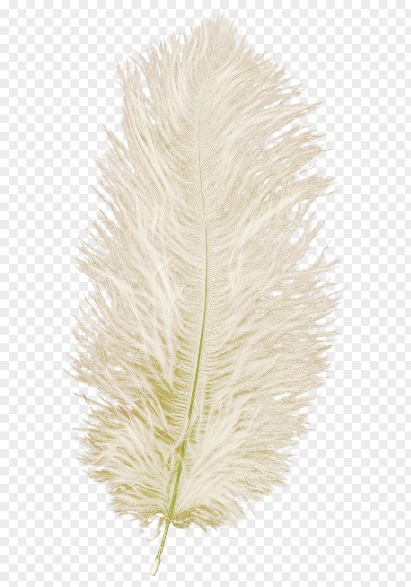 Feather Quill .net PNG