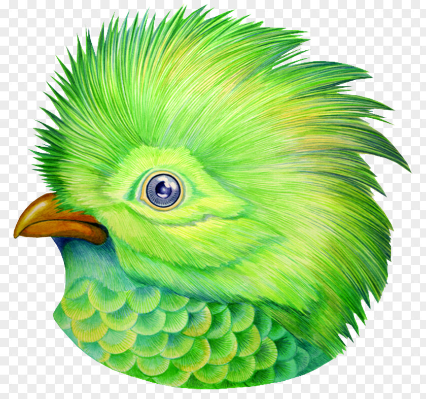 Aves Bird Green Animal PNG