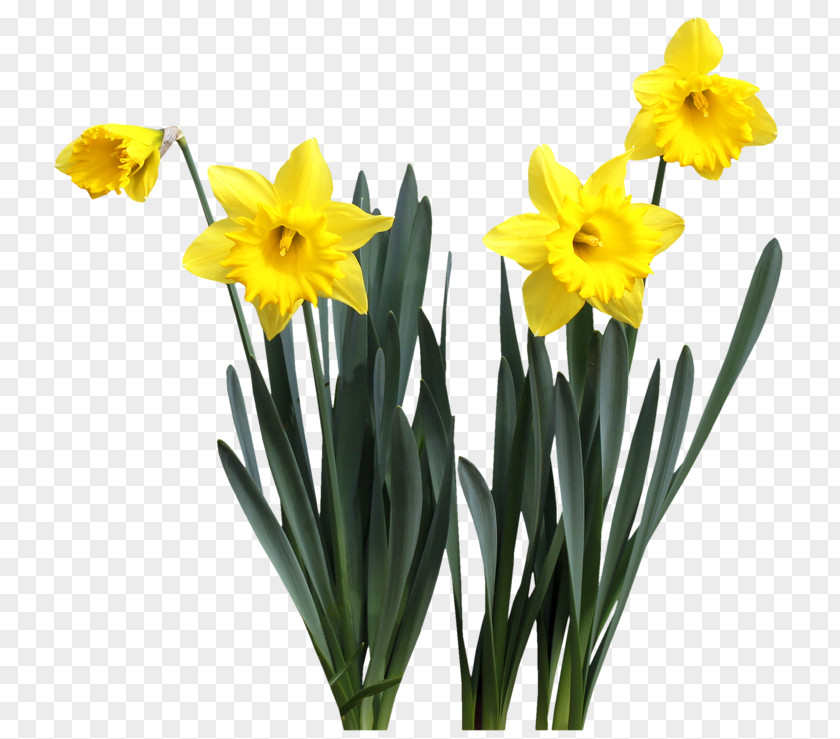 Flower Daffodil Cut Flowers Plant Stem Spring PNG