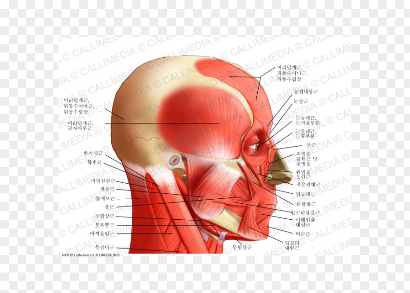Neck Temporoparietalis Muscle Human Body Anatomy PNG