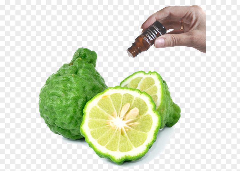 Oil Bergamot Orange Aroma Essential Perfume PNG