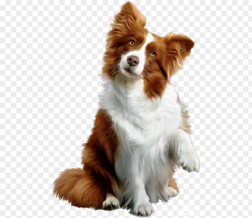 Puppy Dog Toys Chew Toy Rough Collie PNG