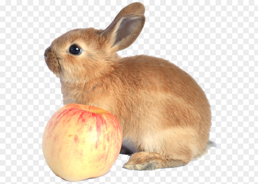 Rabbit And Apple Domestic Hare Fauna Snout PNG