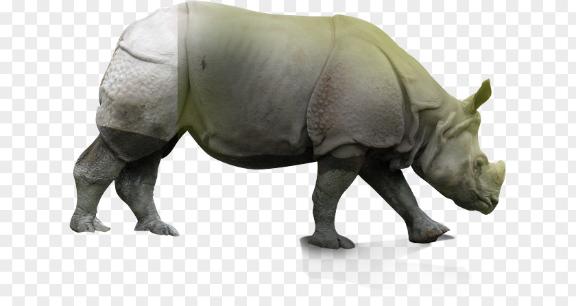 Rhinoceros Sondaicus Annamiticus Terrestrial Animal Snout Wildlife PNG