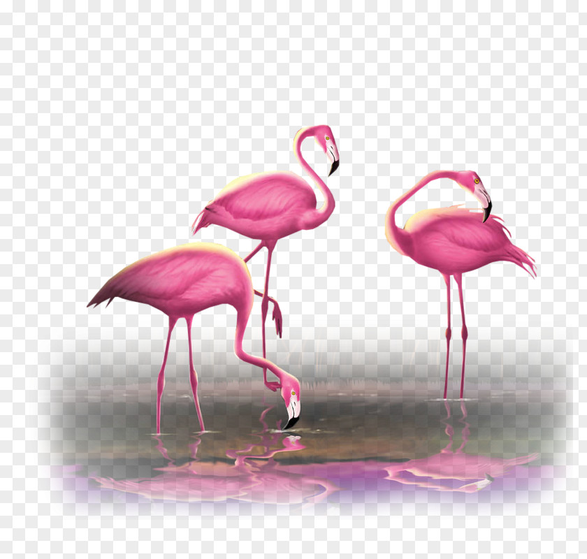Bird Greater Flamingo Flamingos Pink PNG
