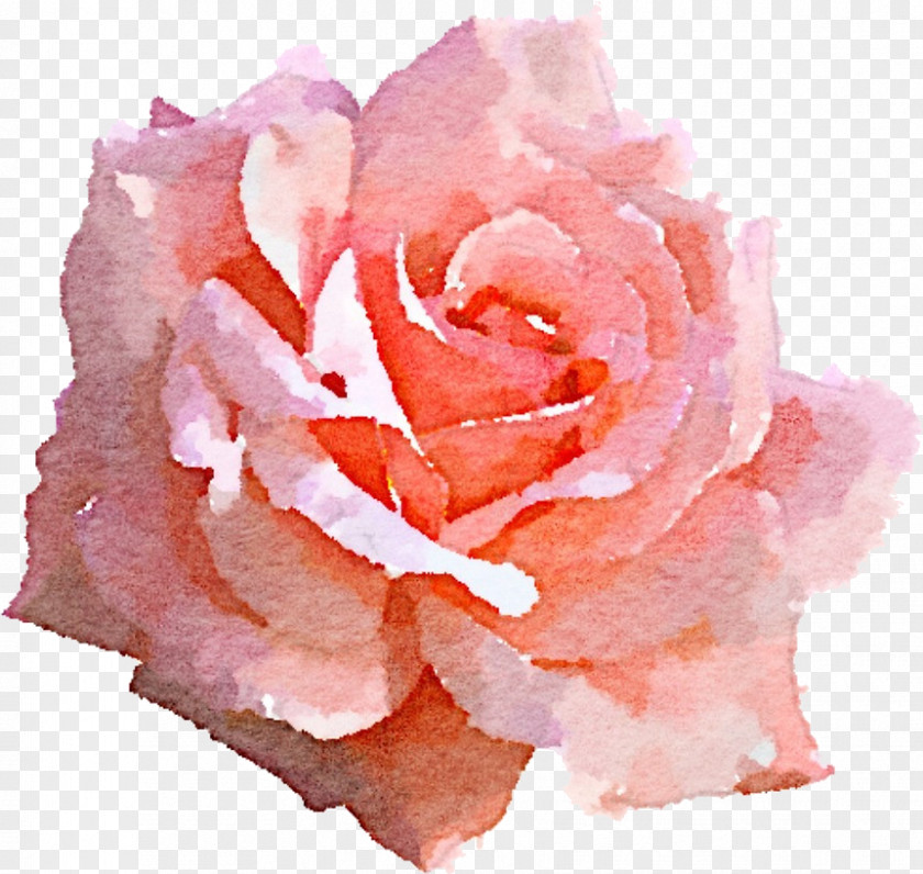 Garden Roses PNG